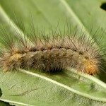 Spilarctia lutea - Spriadač bazový 18-19-40