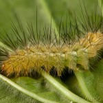 Spilarctia lutea - Spriadač bazový 18-22-18