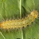 Spilarctia lutea - Spriadač bazový 18-24-58