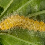 Spilarctia lutea - Spriadač bazový 18-27-48