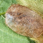 Spilarctia lutea - Spriadač bazový 20-17-01