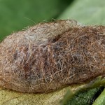 Spilarctia lutea - Spriadač bazový 20-18-41