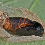 Spilarctia lutea - Spriadač bazový 20-20-18