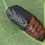 Spilarctia lutea - Spriadač bazový 20-21-51