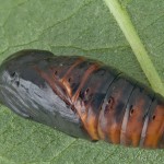 Spilarctia lutea - Spriadač bazový 20-23-24