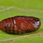 Spilarctia lutea - Spriadač bazový 20-32-02