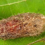 Spilarctia lutea - Spriadač bazový 20-36-44