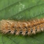 Spilarctia lutea - Spriadač bazový 20-53-21