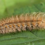 Spilarctia lutea - Spriadač bazový 20-54-52