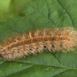 Spilarctia lutea - Spriadač bazový 20-56-41