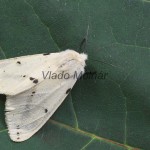 Spilarctia lutea - Spriadač bazový 204558