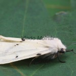 Spilarctia lutea - Spriadač bazový 205406