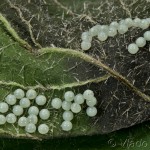 Spilarctia lutea - Spriadač bazový 21-47-39