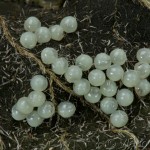 Spilarctia lutea - Spriadač bazový 21-54-25