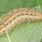 Spilarctia lutea - Spriadač bazový 22-00-01