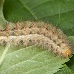 Spilarctia lutea - Spriadač bazový 22-04-19