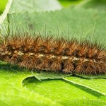 Spilarctia lutea - Spriadač bazový 22-31-57 (C)