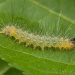 Spilarctia lutea - Spriadač bazový 22-40-59