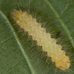 Spilarctia lutea - Spriadač bazový 22-42-17