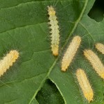 Spilarctia lutea - Spriadač bazový 22-44-17