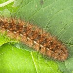 Spilarctia lutea - Spriadač bazový 22-44-34 (C)