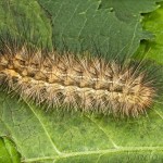 Spilarctia lutea - Spriadač bazový 22-46-37 (C)