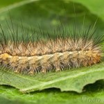 Spilarctia lutea - Spriadač bazový 22-48-02 (C)