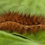 Spilarctia lutea - Spriadač bazový 22-52-58