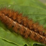 Spilarctia lutea - Spriadač bazový 22-54-52