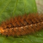 Spilarctia lutea - Spriadač bazový 22-56-56