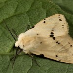 Spilosoma lutea - Spriadač bazový 16-26-39