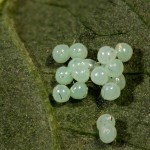 Spilosoma lutea - Spriadač bazový 16-51-29