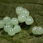 Spilosoma lutea - Spriadač bazový 16-52-44