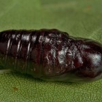 Spilosoma lutea - Spriadač bazový 18-29-36