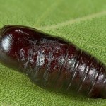 Spilosoma lutea - Spriadač bazový 18-31-10