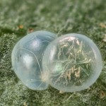 Spilosoma lutea - Spriadač bazový 21-48-14