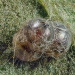 Spilosoma lutea - Spriadač bazový 21-50-30