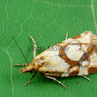 Aethes hartmanniana - Zvinúvač Hartmanov 212603