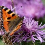 Aglais urticae - Babôčka pŕhľavová IMG_0362