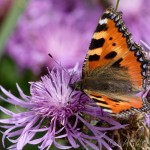 Aglais urticae - Babôčka pŕhľavová IMG_0364