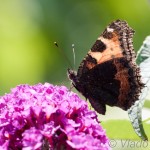 Aglais urticae - Babôčka pŕhľavová IMG_7782