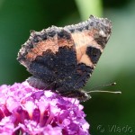 Aglais urticae - Babôčka pŕhľavová IMG_7784