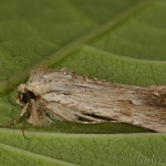Apamea sublustris - Sivkavec červenožltý 05-49-17