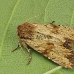 Apamea sublustris - Sivkavec červenožltý 143913