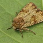 Apamea sublustris - Sivkavec červenožltý 150804