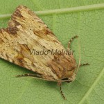 Apamea sublustris - Sivkavec červenožltý 151806