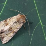 Apamea sublustris - Sivkavec červenožltý 175141