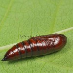 Apamea sublustris - Sivkavec červenožltý 18-25-36