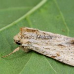 Apamea sublustris - Sivkavec červenožltý 210627