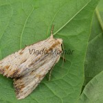 Apamea sublustris - Sivkavec červenožltý 211410